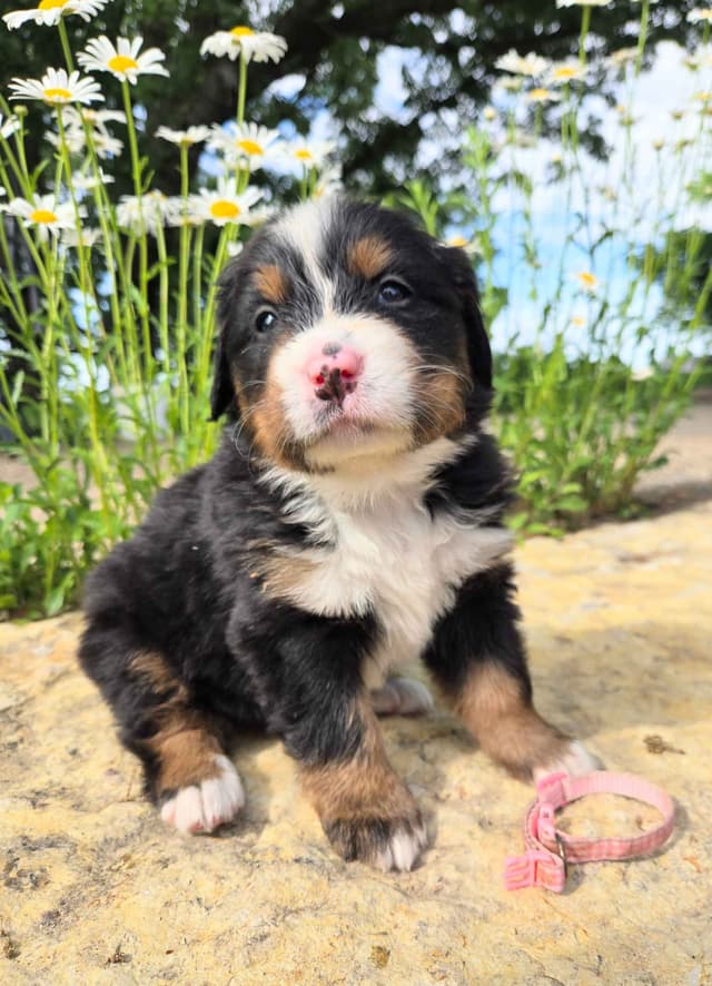 Bernese Mountain Dog Puppies media 12