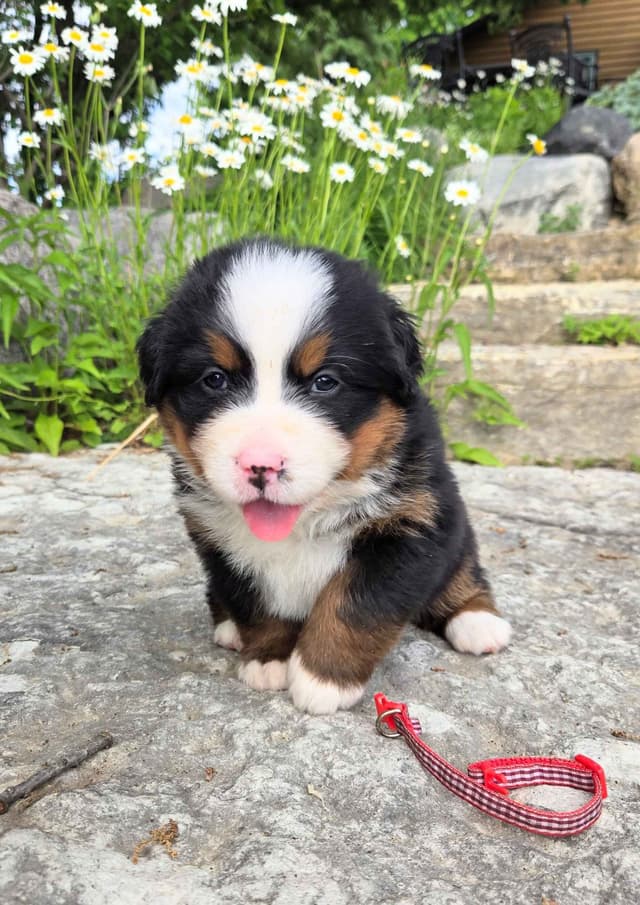 Bernese Mountain Dog Puppies media 13
