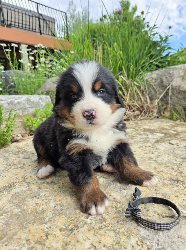 Bernese Mountain Dog Puppies media 14
