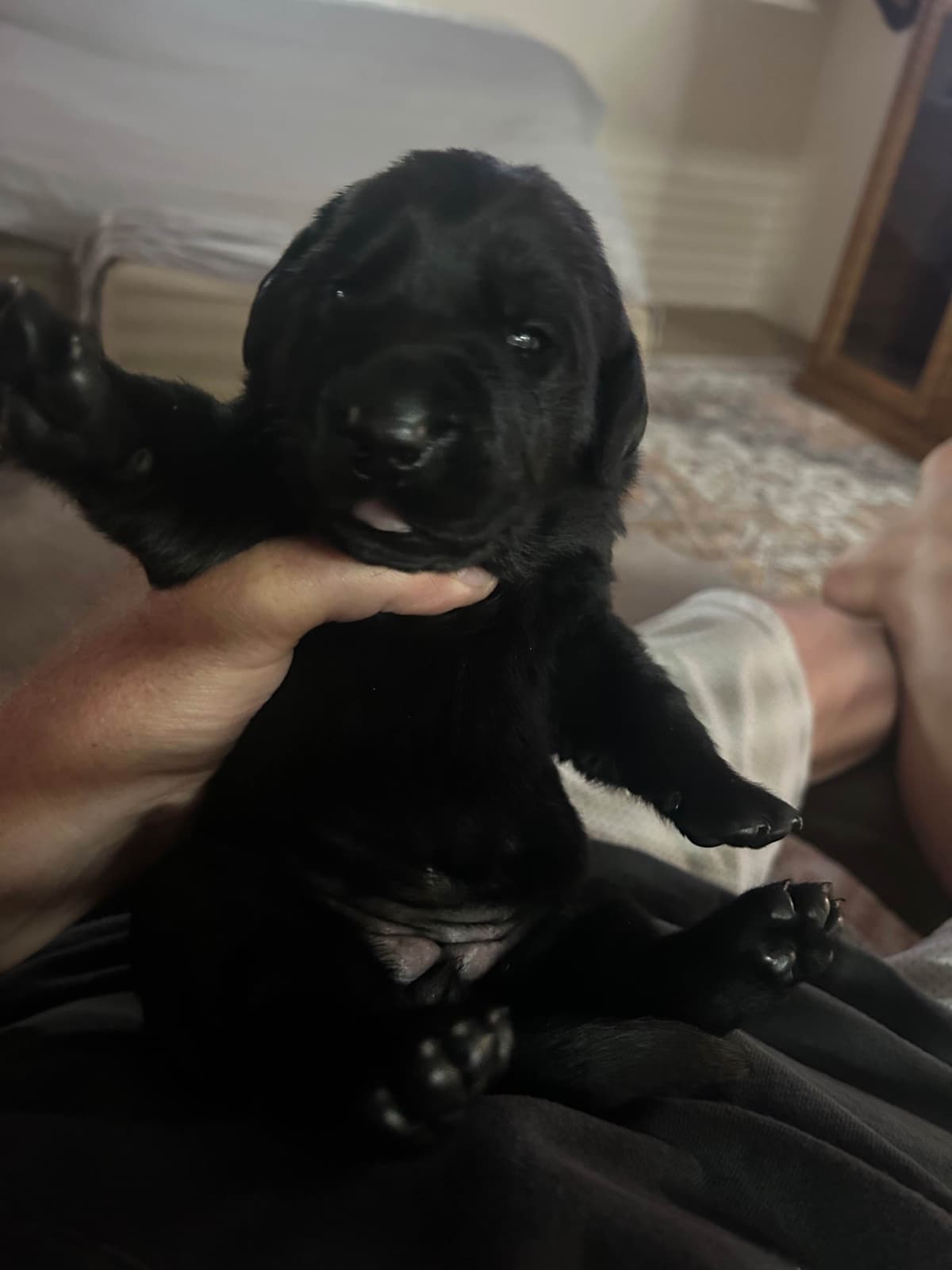 Labrador Retriever Puppies breeder image 1