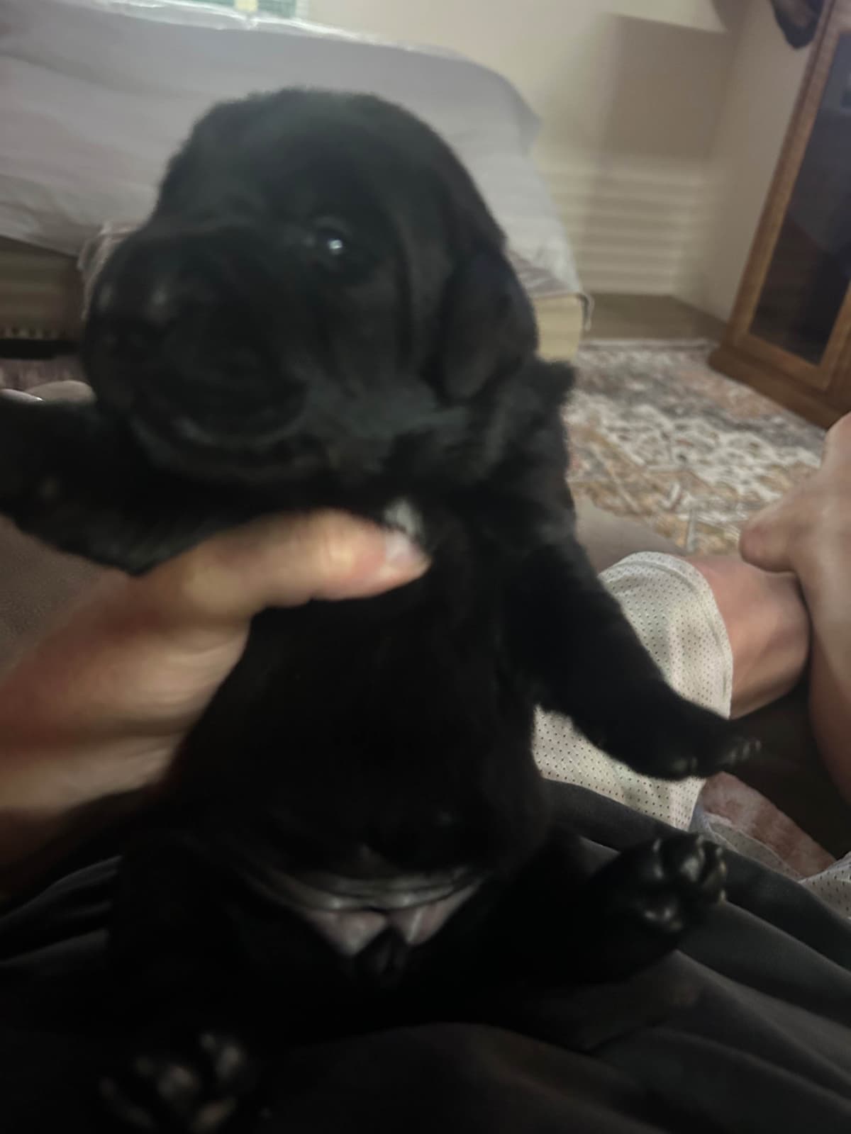 Labrador Retriever Puppies breeder image 2