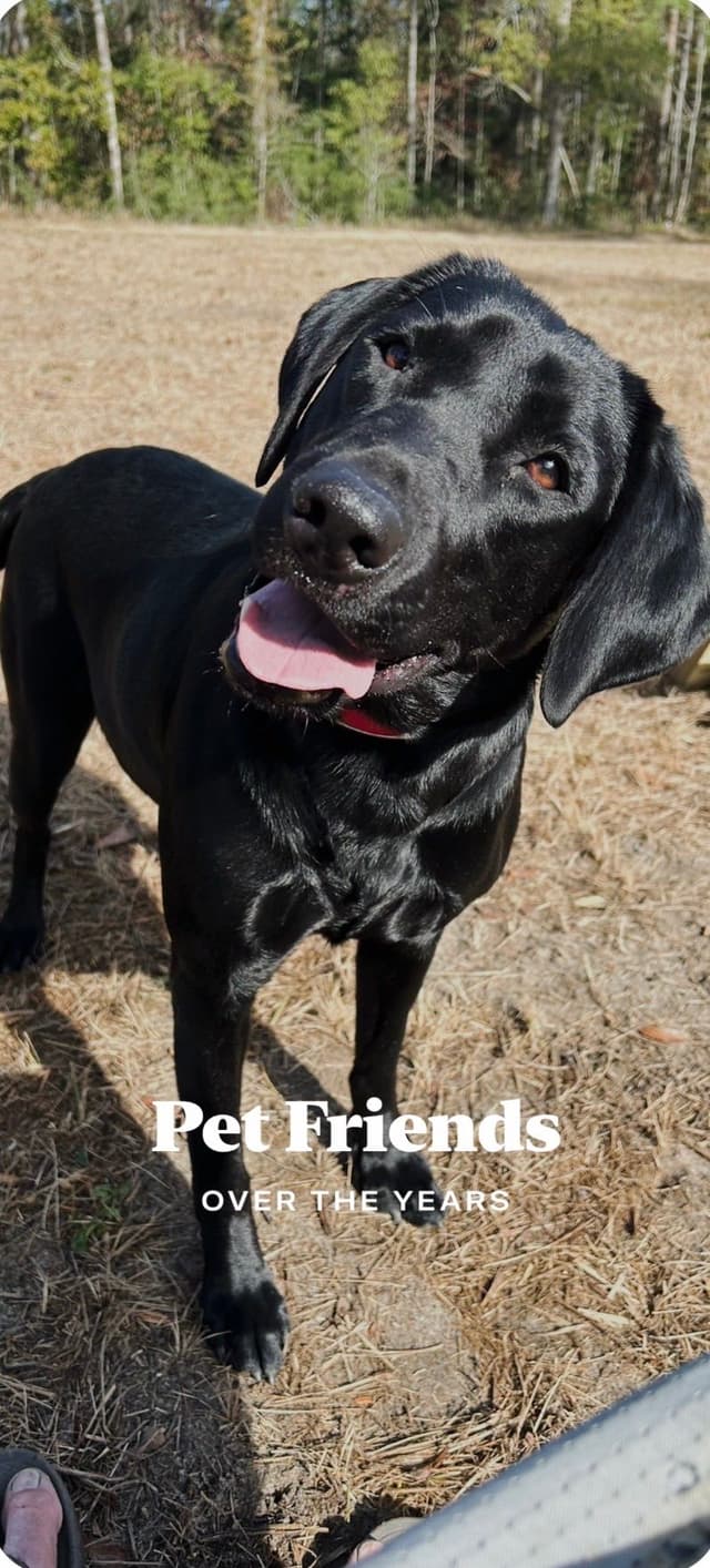 Labrador Retriever Puppies media 4