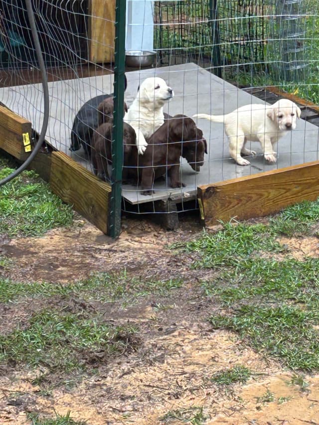 Labrador Retriever Puppies media 6