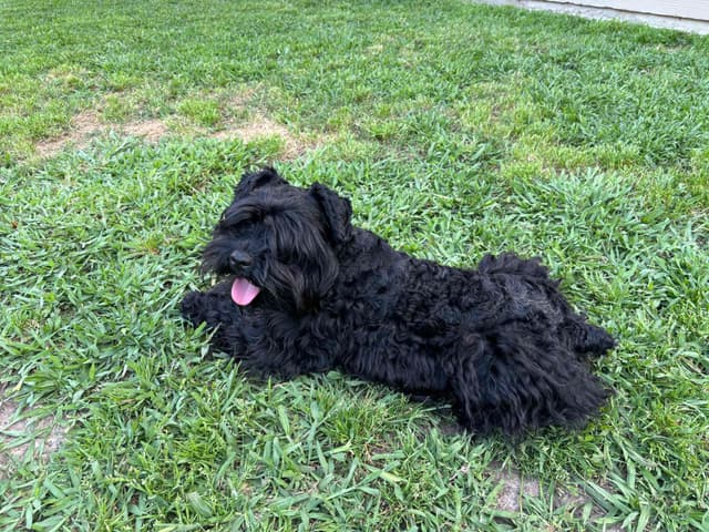 Miniature Schnauzer Puppies media 7