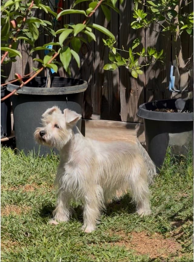 Miniature Schnauzer Puppies media 8