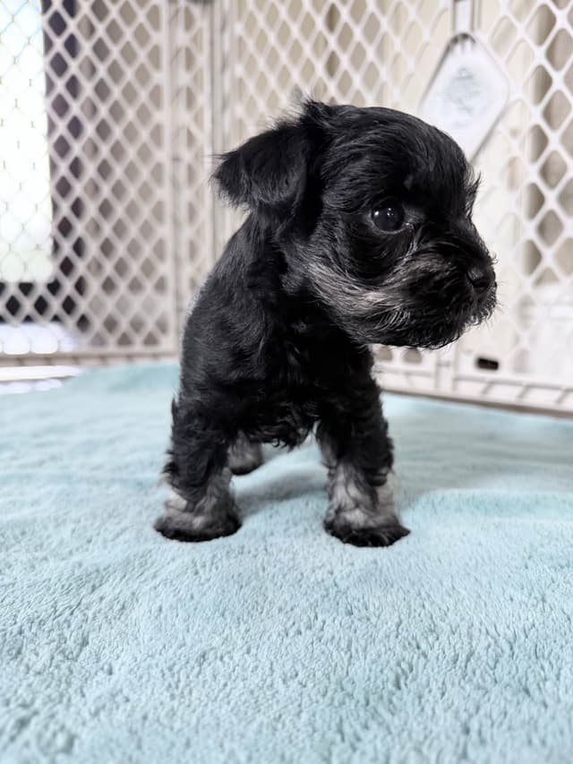 Miniature Schnauzer Puppies media 2