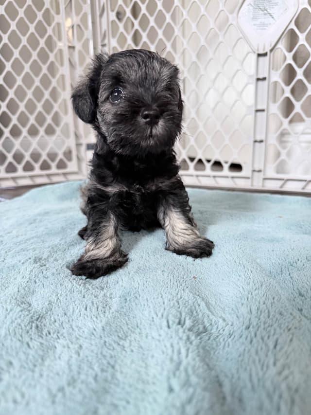 Miniature Schnauzer Puppies media 3