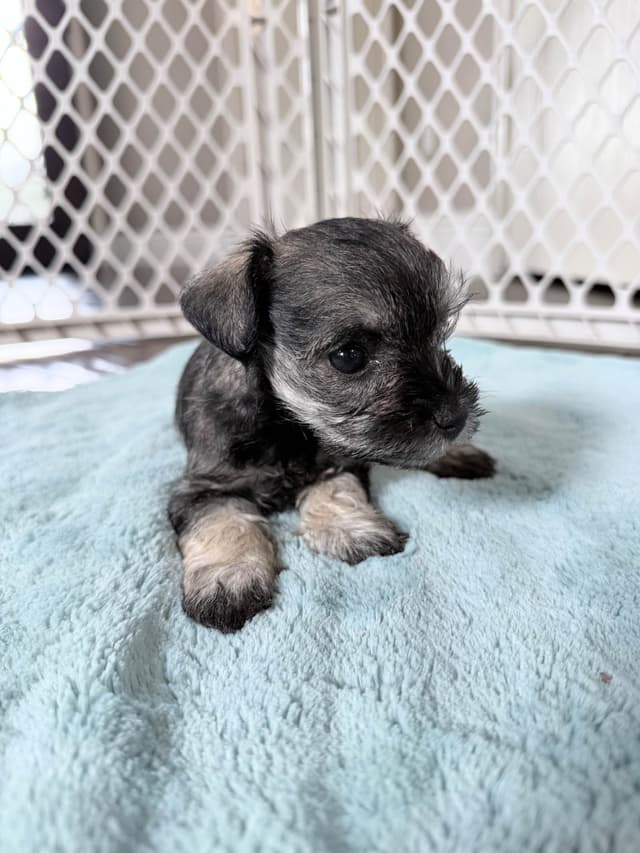 Miniature Schnauzer Puppies media 4