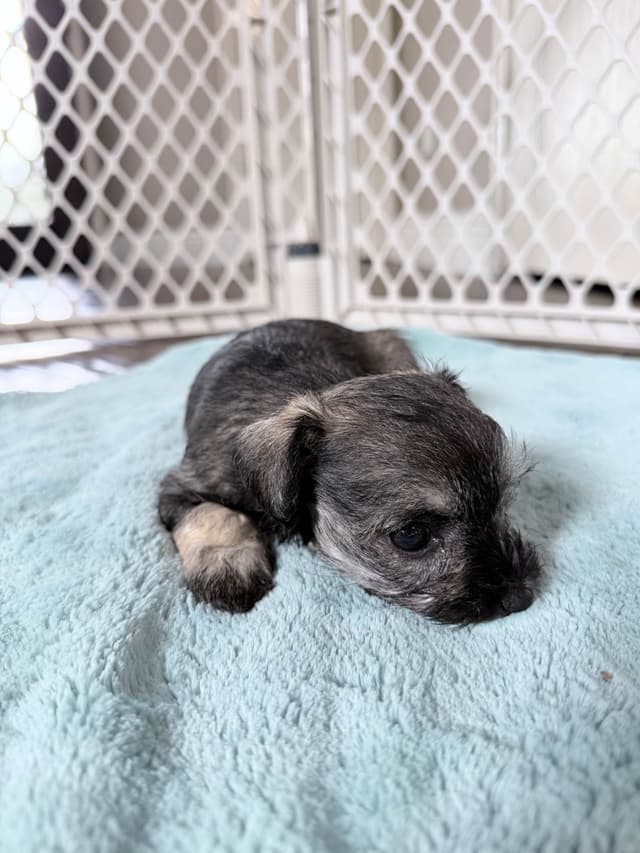 Miniature Schnauzer Puppies media 5