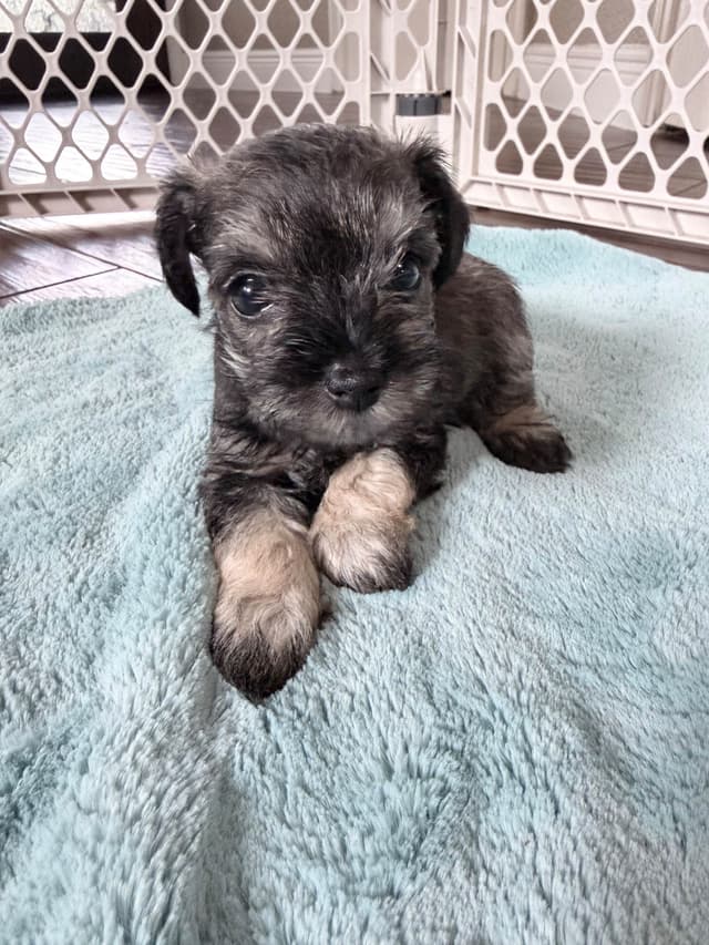 Miniature Schnauzer Puppies media 6