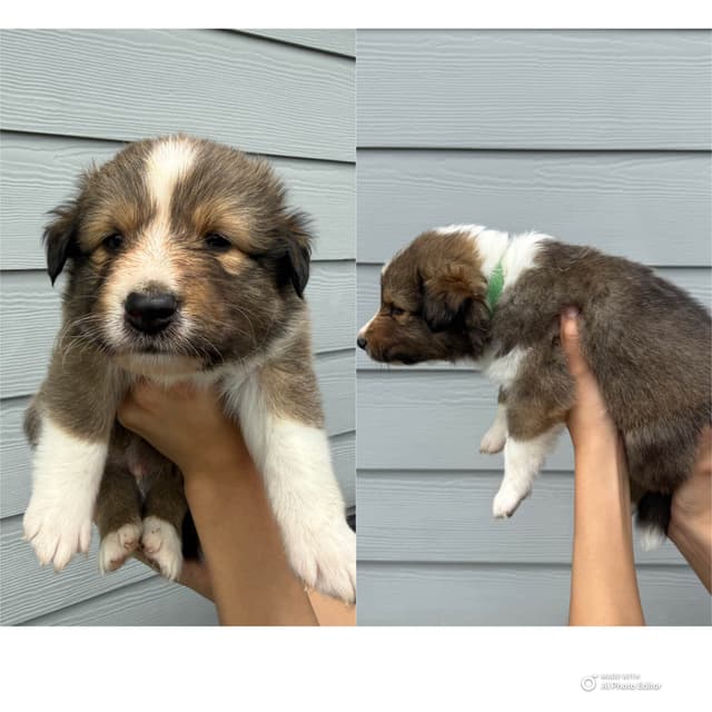 Shetland Sheepdog Puppies media 2
