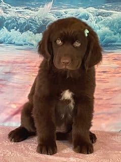 Newfoundland Puppies breeder image 1
