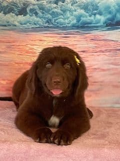 Newfoundland Puppies breeder image 3