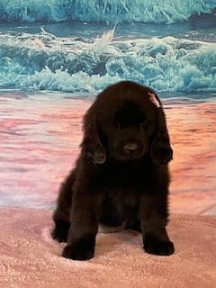 Newfoundland Puppies breeder image 5