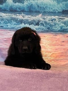 Newfoundland Puppies breeder image 7