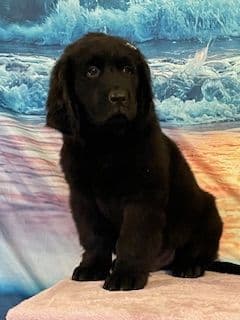 Newfoundland Puppies breeder image 9