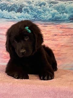 Newfoundland Puppies breeder image 13