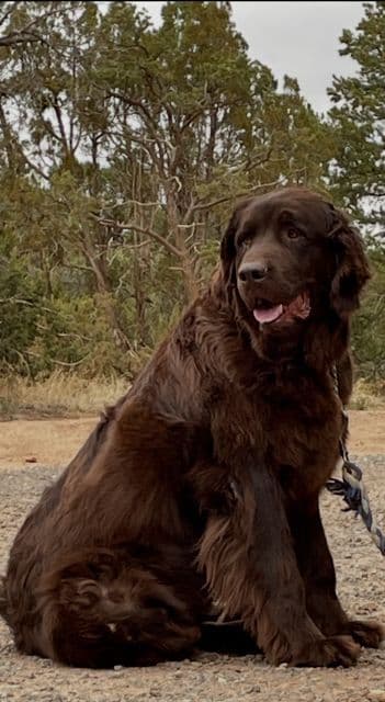 Newfoundland Puppies breeder image 15