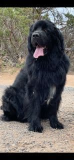 Newfoundland Puppies breeder image 17