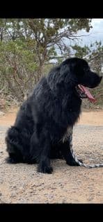 Newfoundland Puppies breeder image 18