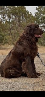 Newfoundland Puppies breeder image 16
