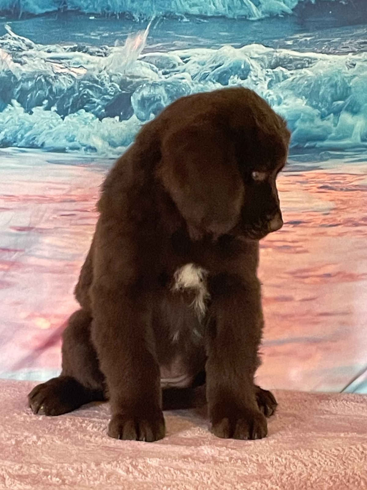 Newfoundland Puppies breeder image 2