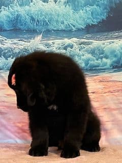 Newfoundland Puppies breeder image 8