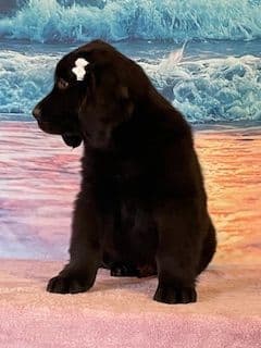 Newfoundland Puppies breeder image 10