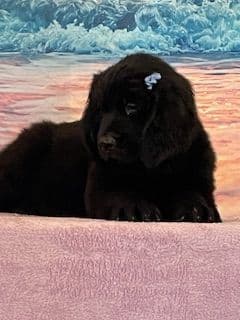 Newfoundland Puppies breeder image 12