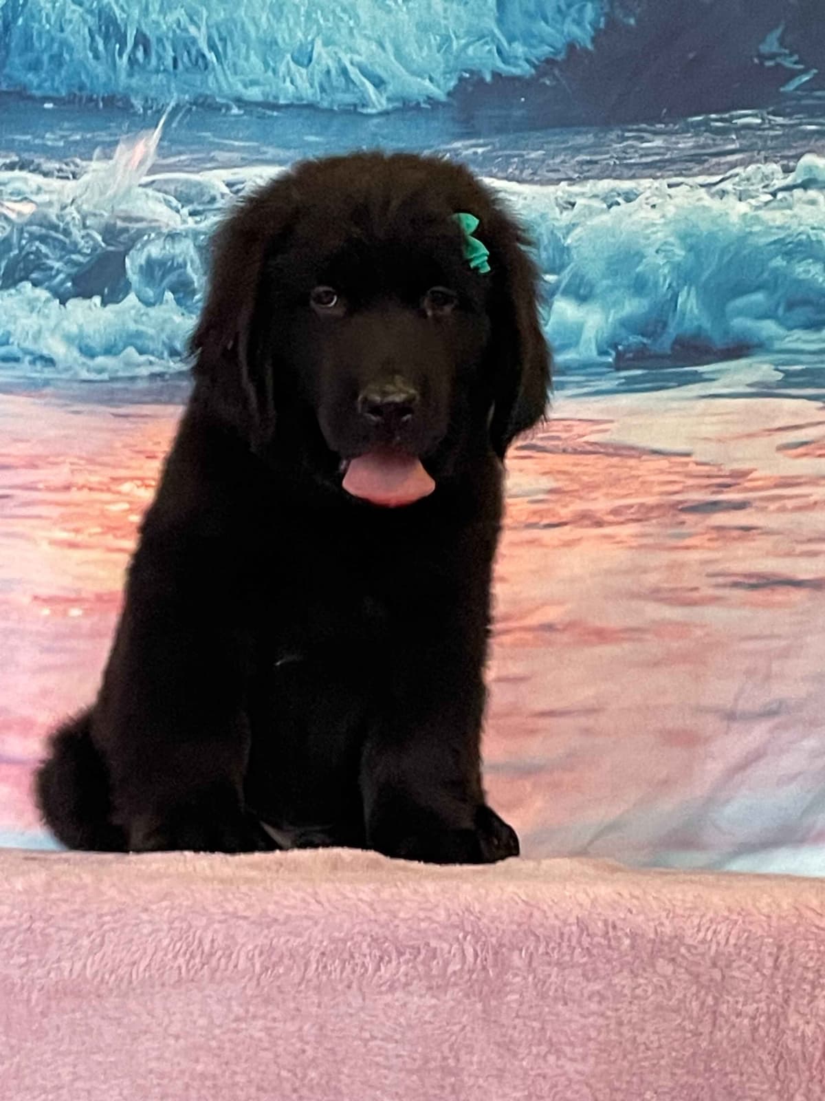Newfoundland Puppies breeder image 14
