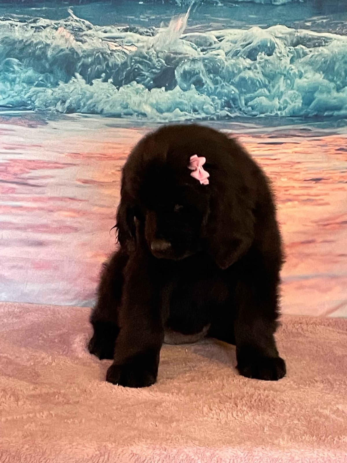 Newfoundland Puppies breeder image 6