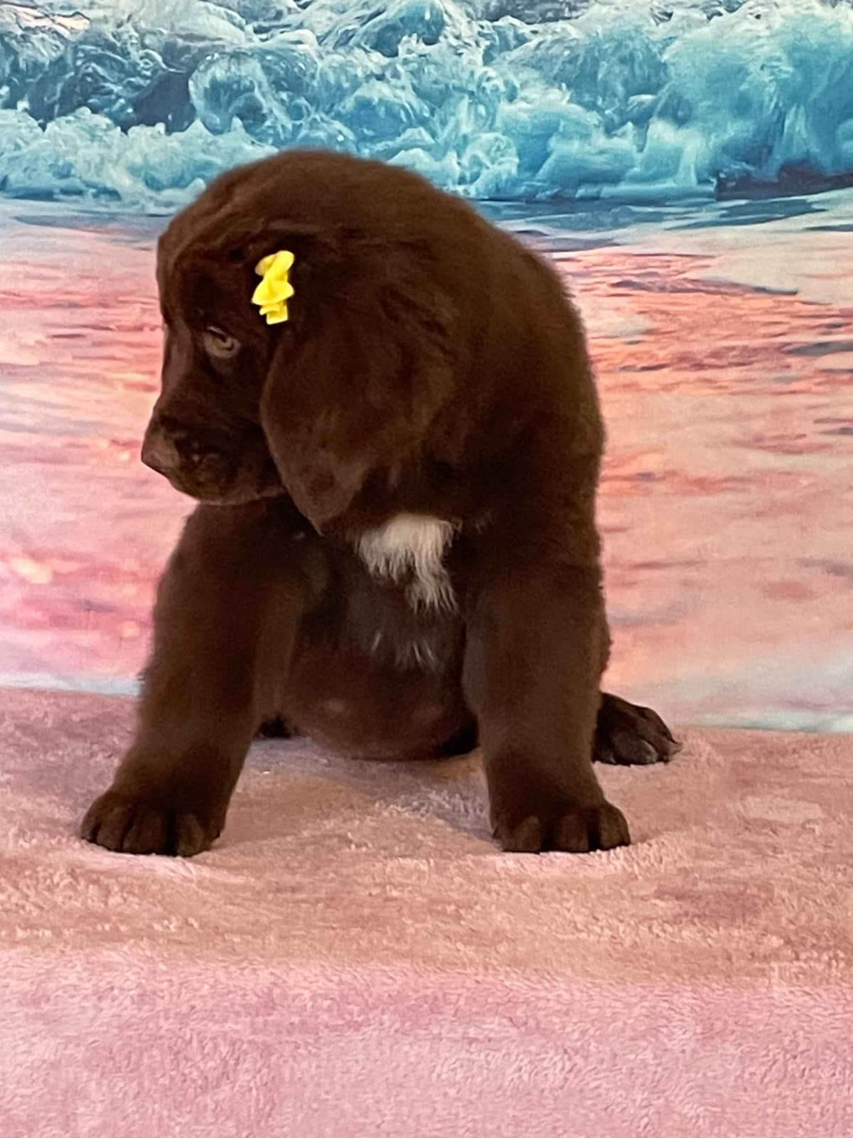 Newfoundland Puppies breeder image 4