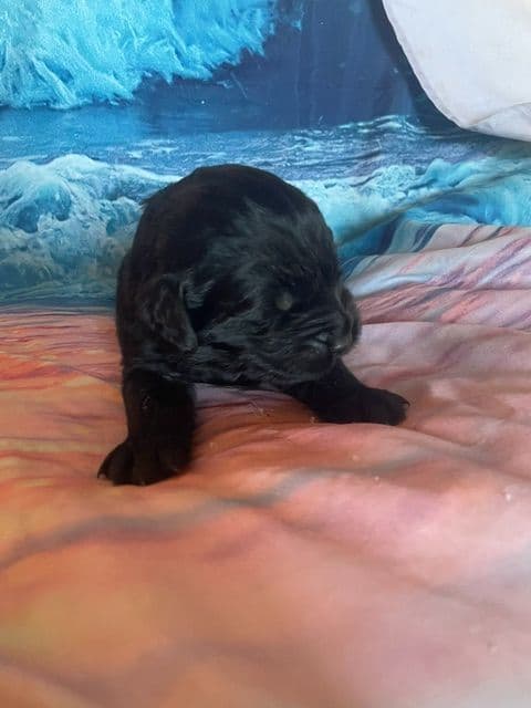 Newfoundland Puppies media 5