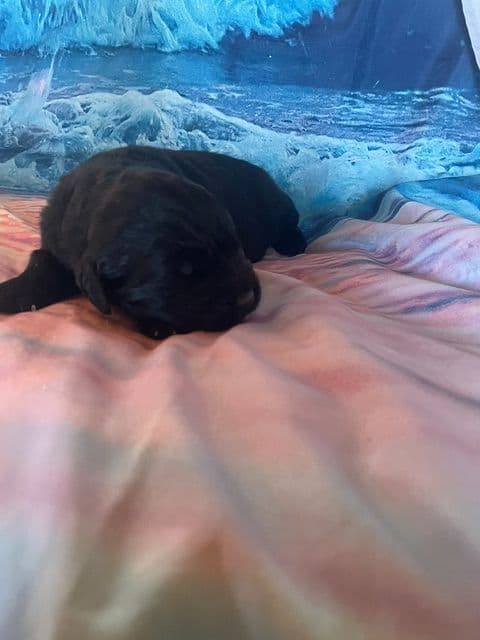 Newfoundland Puppies media 6