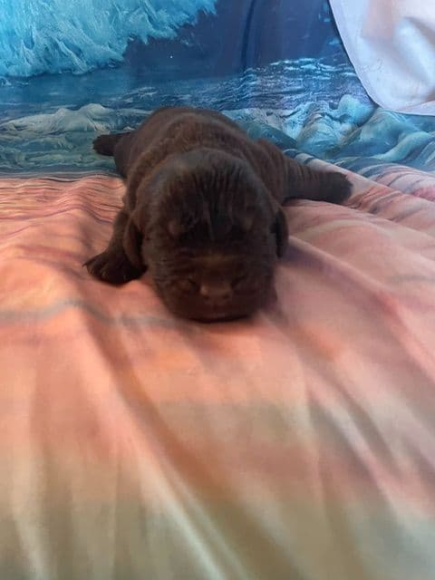 Newfoundland Puppies media 7