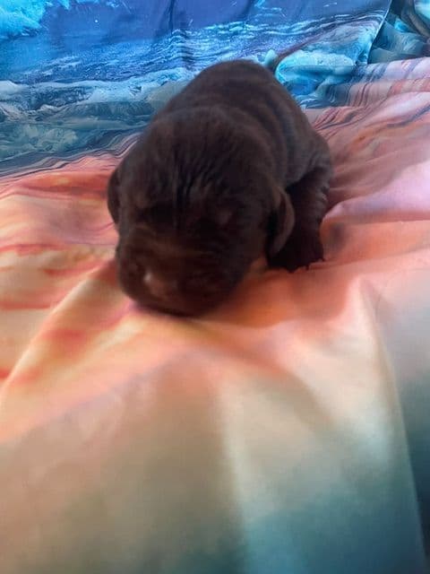 Newfoundland Puppies media 8