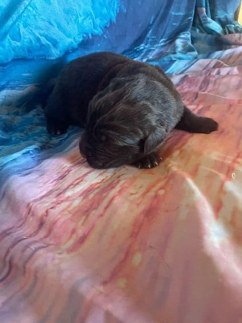 Newfoundland Puppies media 2