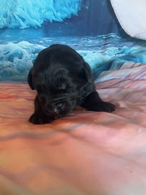 Newfoundland Puppies media 9
