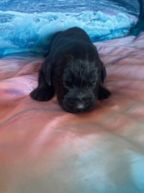 Newfoundland Puppies media 10