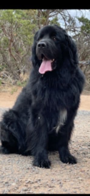 Newfoundland Puppies media 11