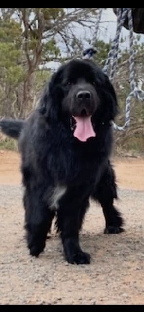 Newfoundland Puppies media 12