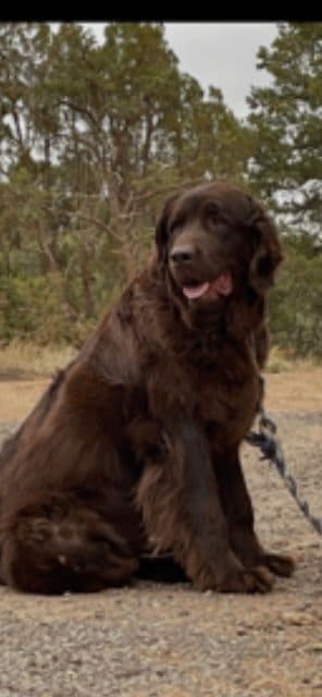 Newfoundland Puppies media 13