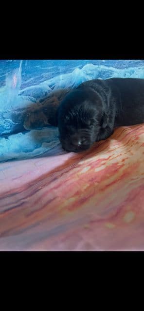 Newfoundland Puppies media 4