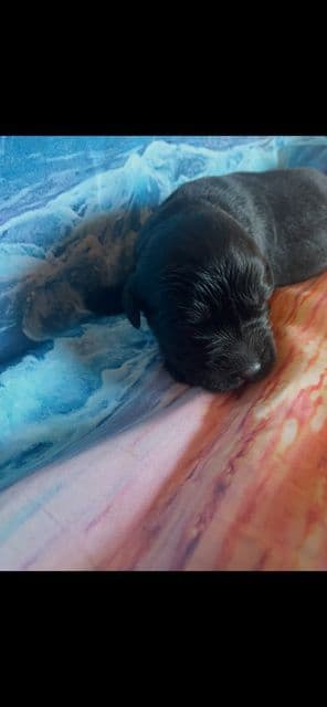 Newfoundland Puppies media 3