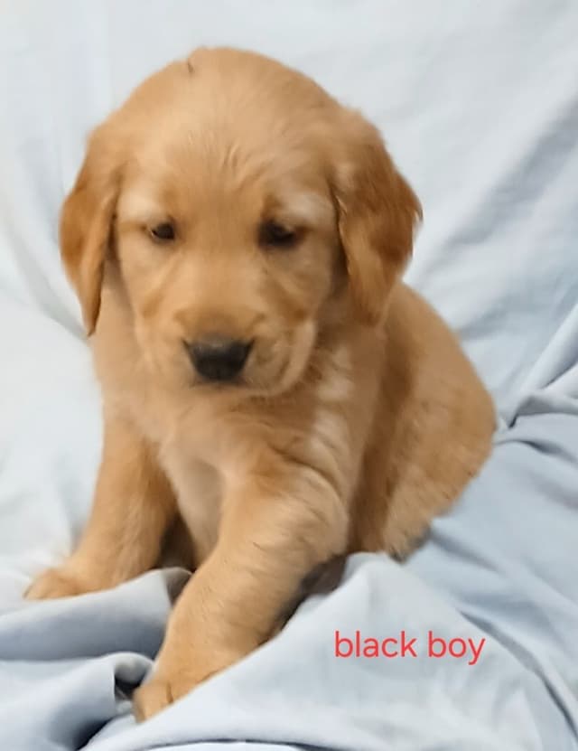 Golden Retriever Puppies media 2