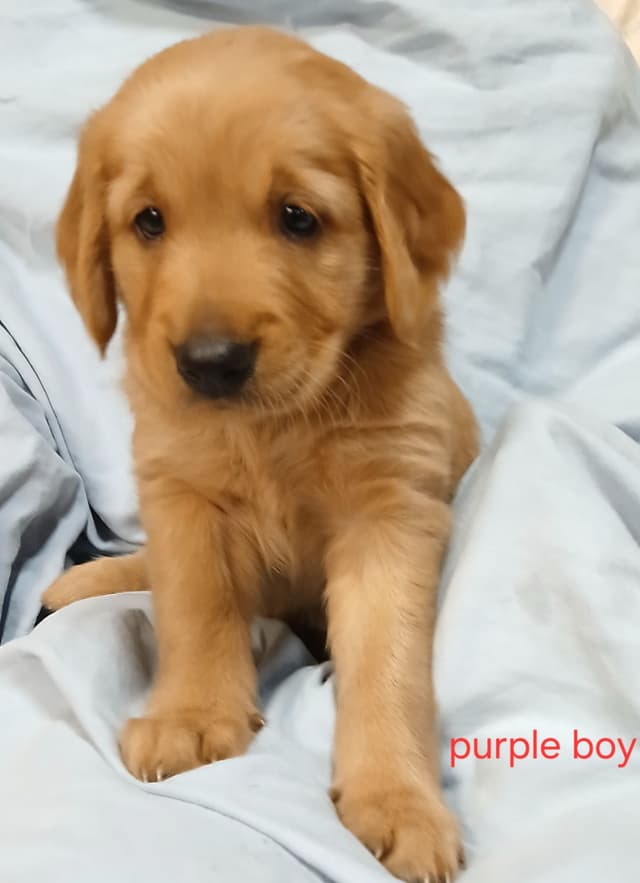 Golden Retriever Puppies media 6