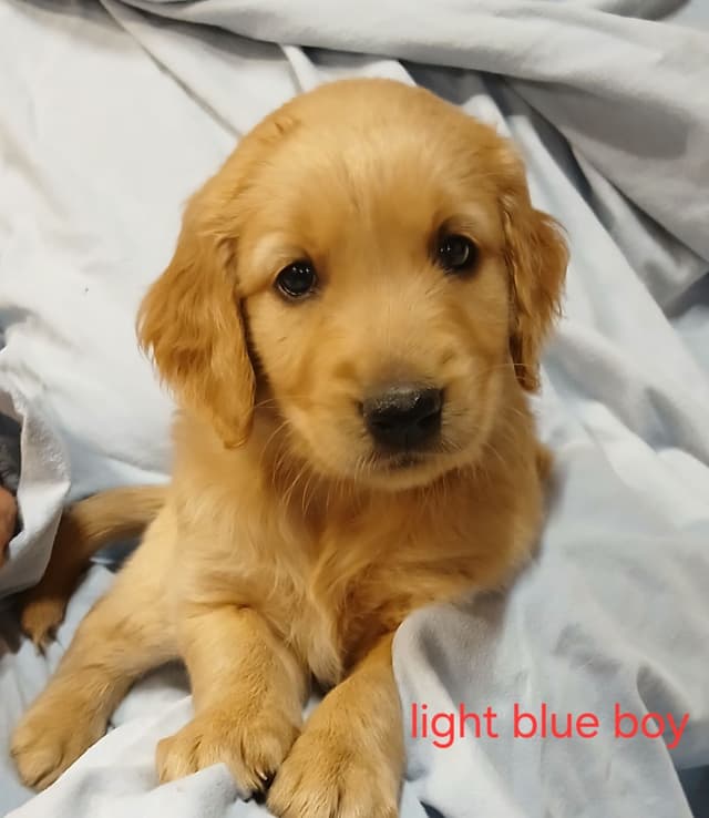 Golden Retriever Puppies media 3