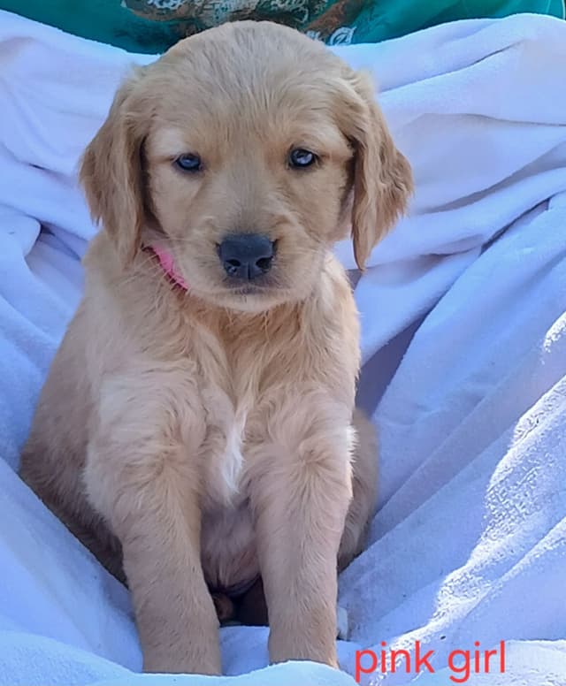 Golden Retriever Puppies media 5