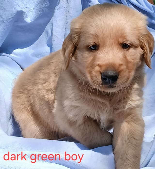 Golden Retriever Puppies media 4