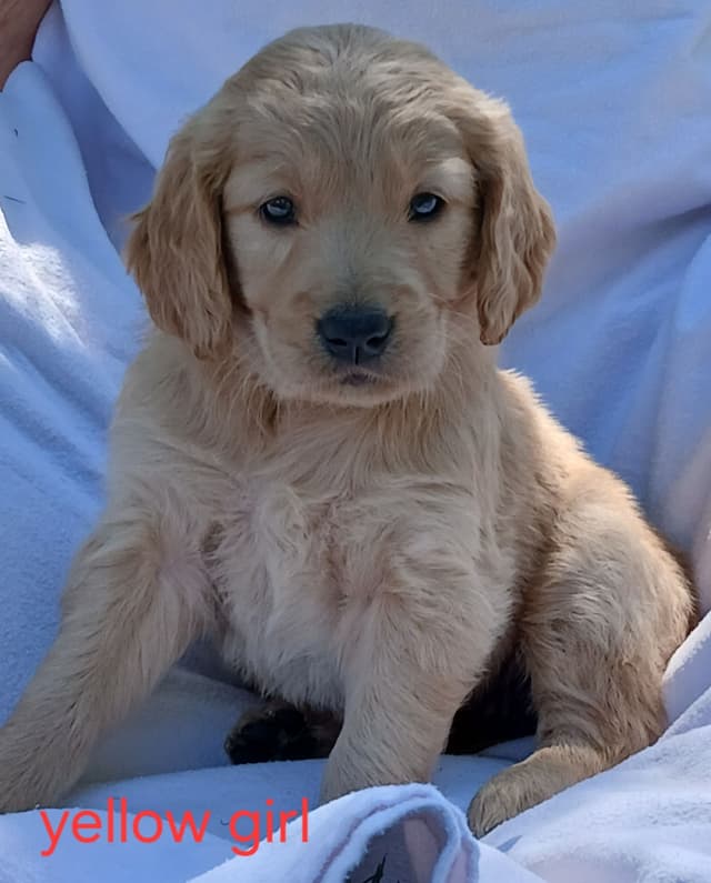 Golden Retriever Puppies media 7